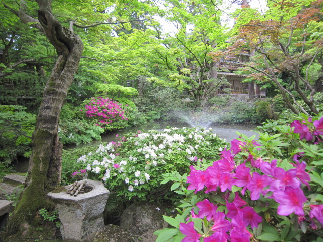 庭のツツジの花がきれいです 村杉温泉 環翠楼 公式