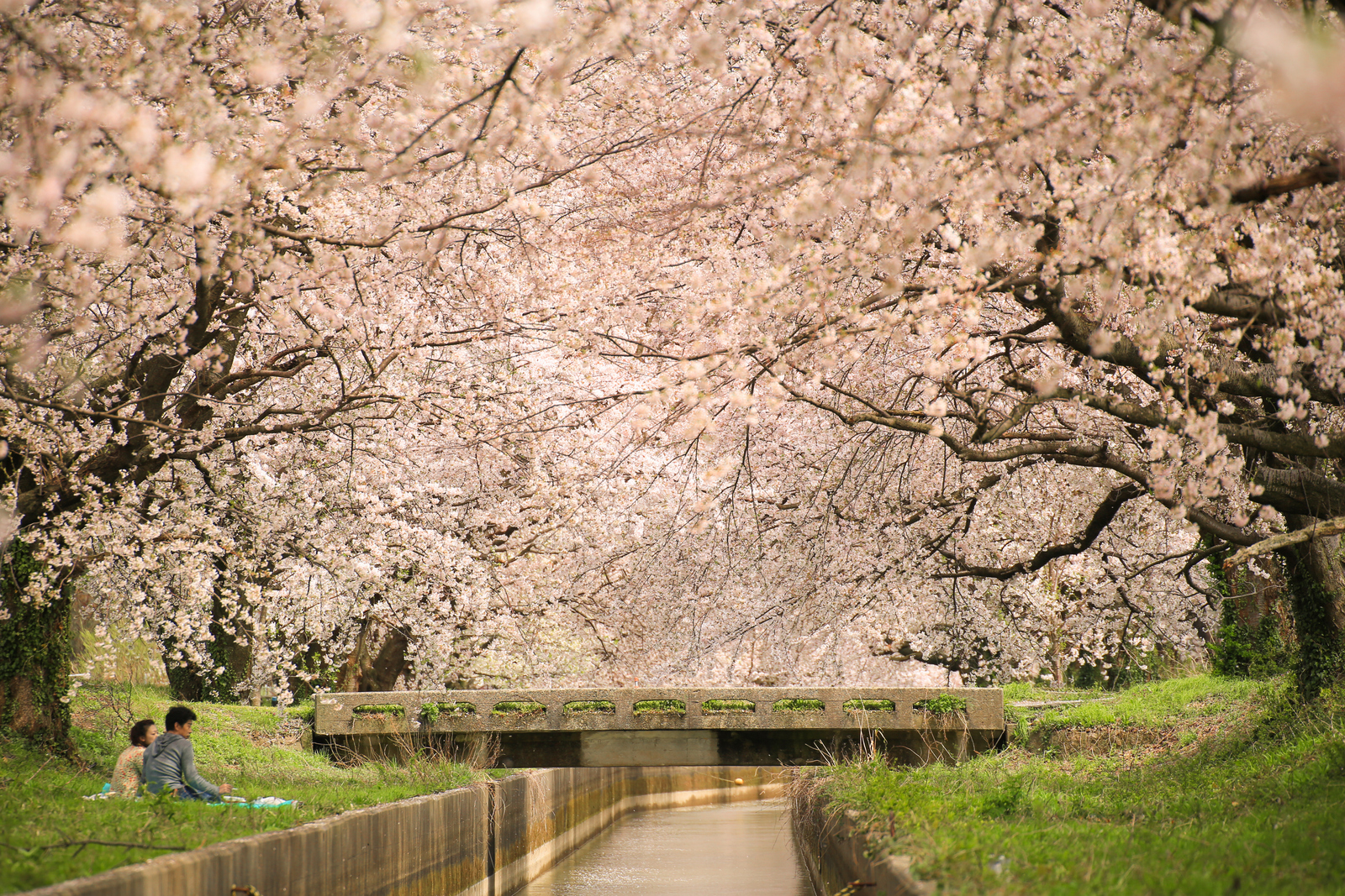 阿賀野市のおすすめ桜スポット 荒木風太ブログ